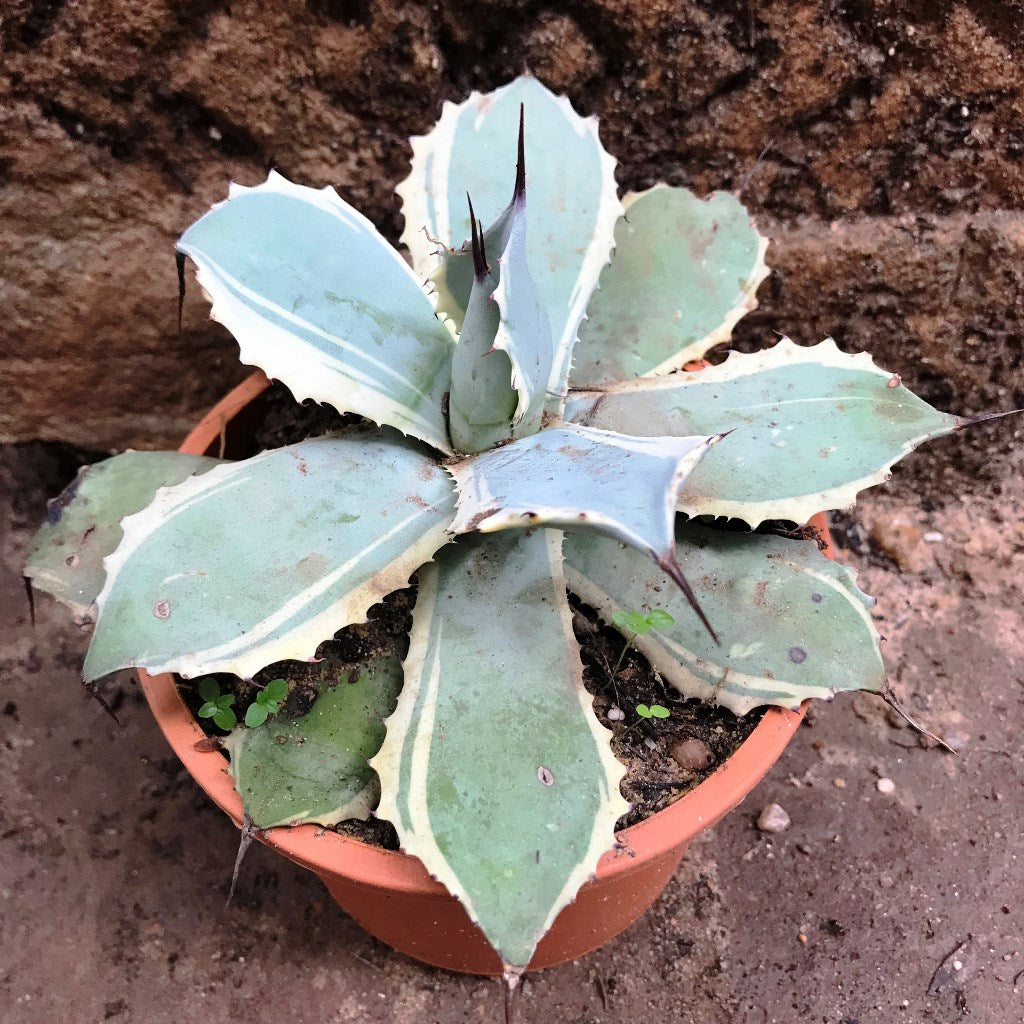 Agave Potatorum Snowfall Cactus Plant - myBageecha