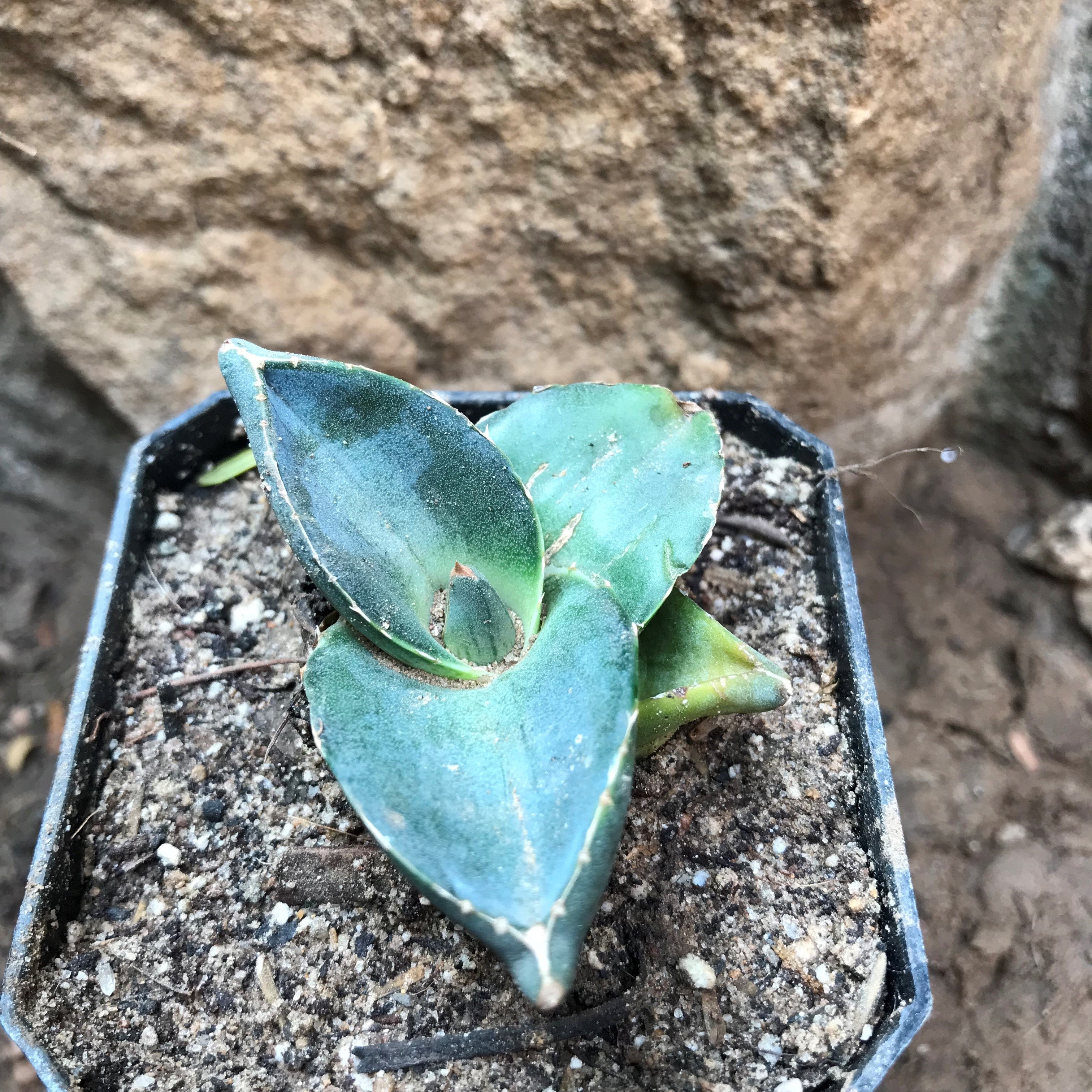Agave Pumila Plant - myBageecha
