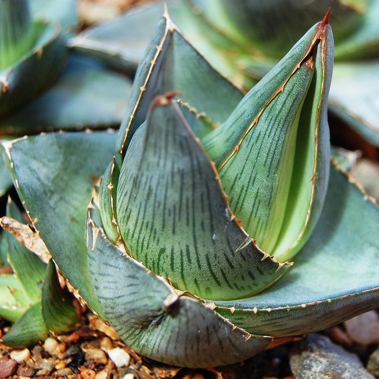Agave Pumila Plant - myBageecha