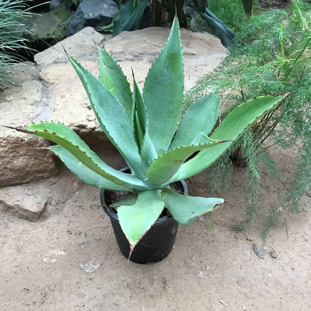 Agave Romani Plant - myBageecha