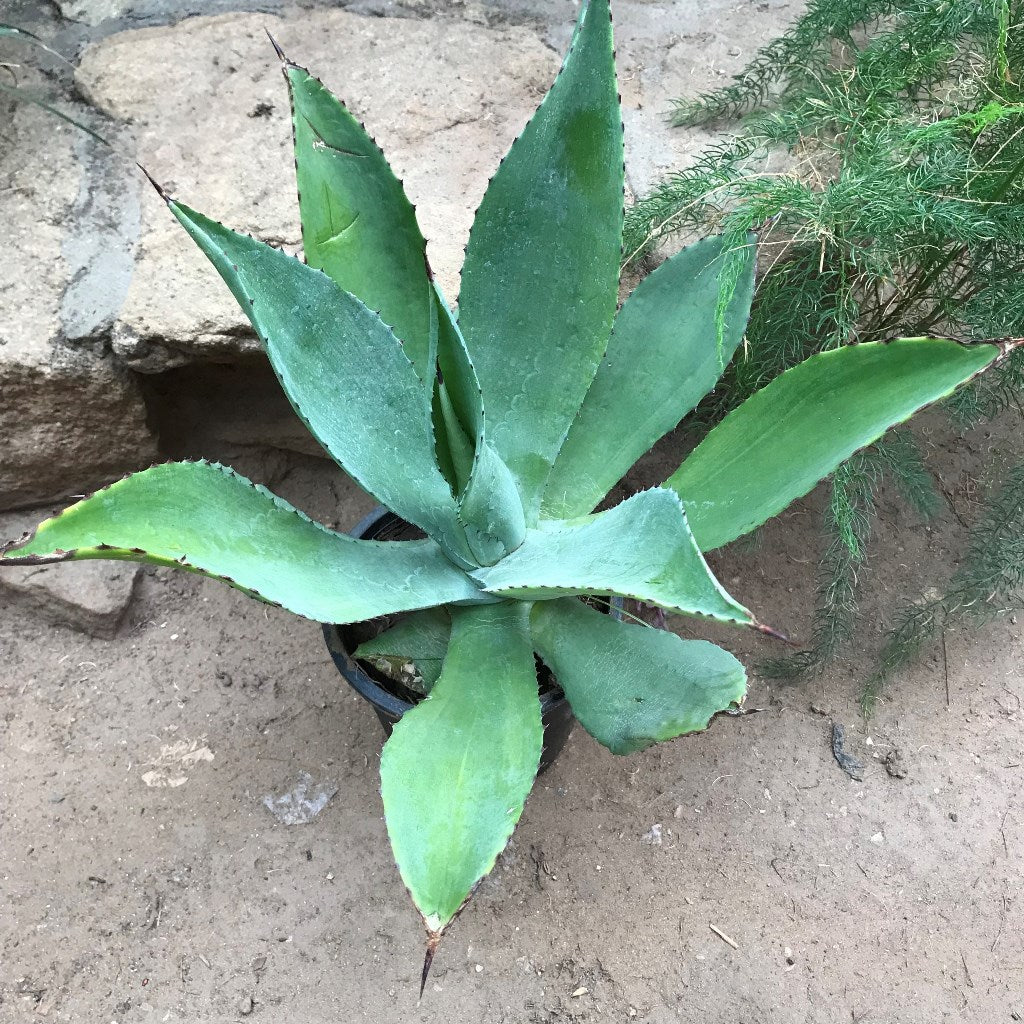 Agave Romani Plant - myBageecha