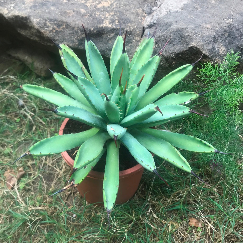 Agave Royal Spine Plant - myBageecha