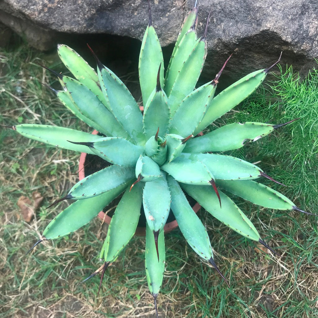 Agave Royal Spine Plant - myBageecha