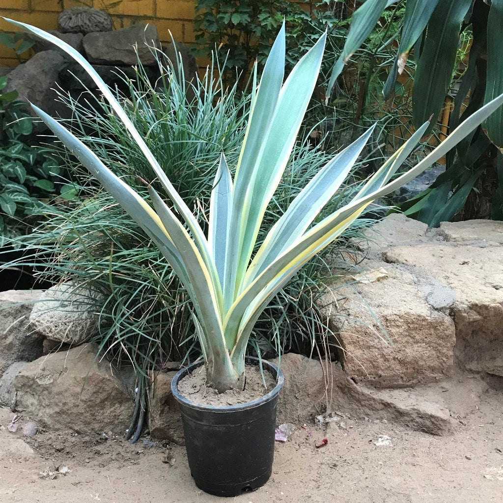 Agave Tequilana Sunrise Plant - myBageecha