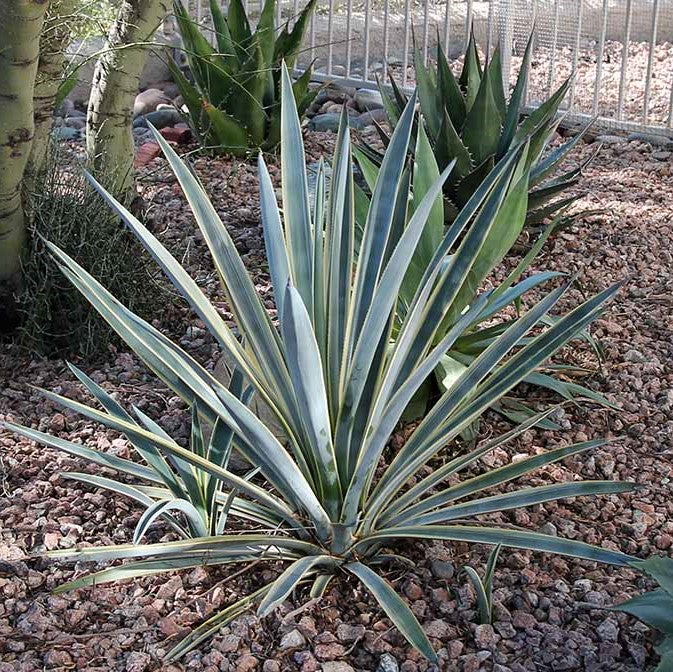 Agave tequilana Sunrise