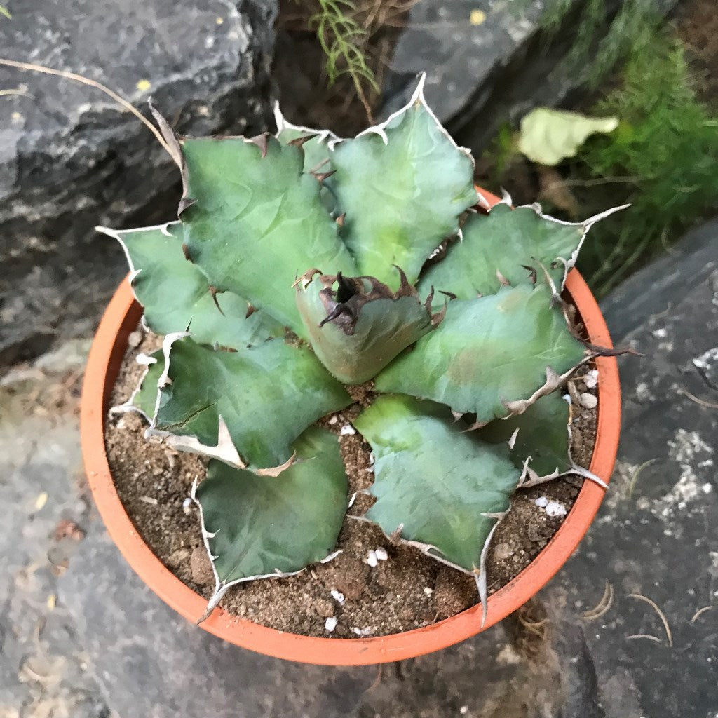 Agave Titanota Dwarf Cactus Plant - myBageecha
