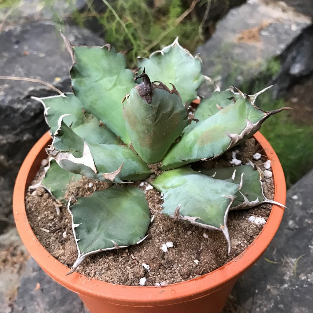 Agave titanota Dwarf Cactus Plant Online