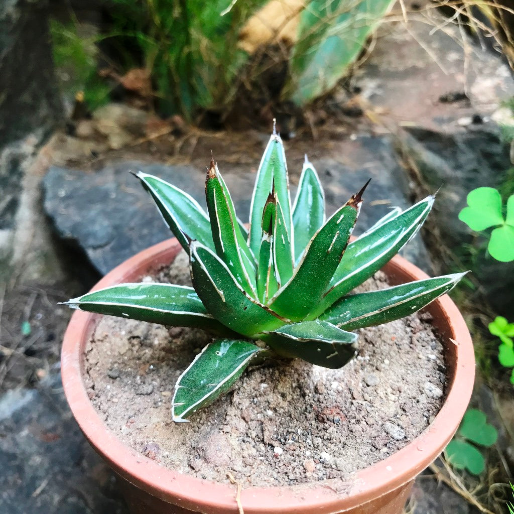 Agave Victoriae Reginae Queen Victoria Cactus Plant - myBageecha