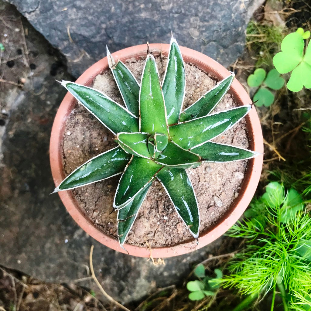 Agave Victoriae Reginae Queen Victoria Cactus Plant - myBageecha