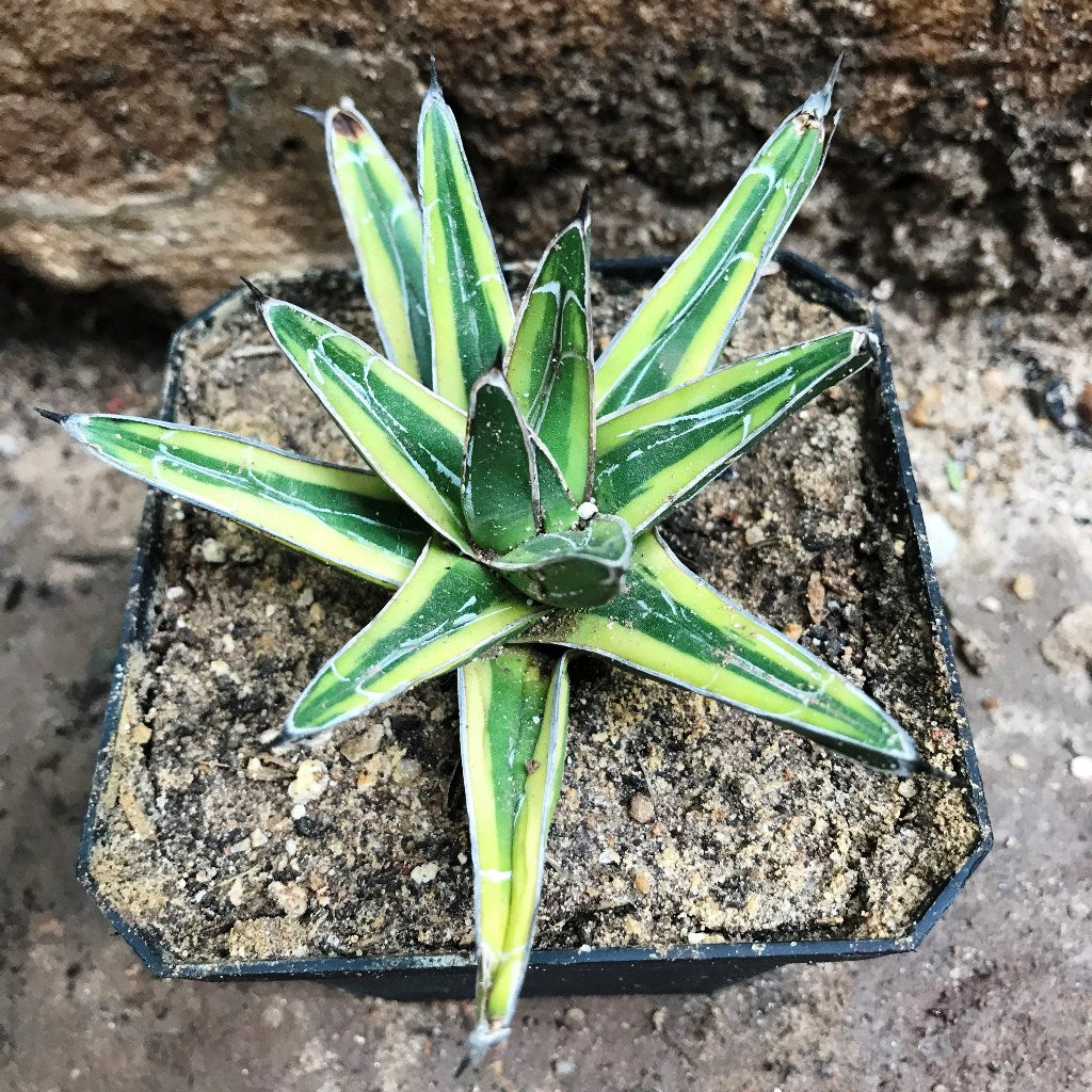 Agave Victoria Regiane Golden PrincessPlant - myBageecha