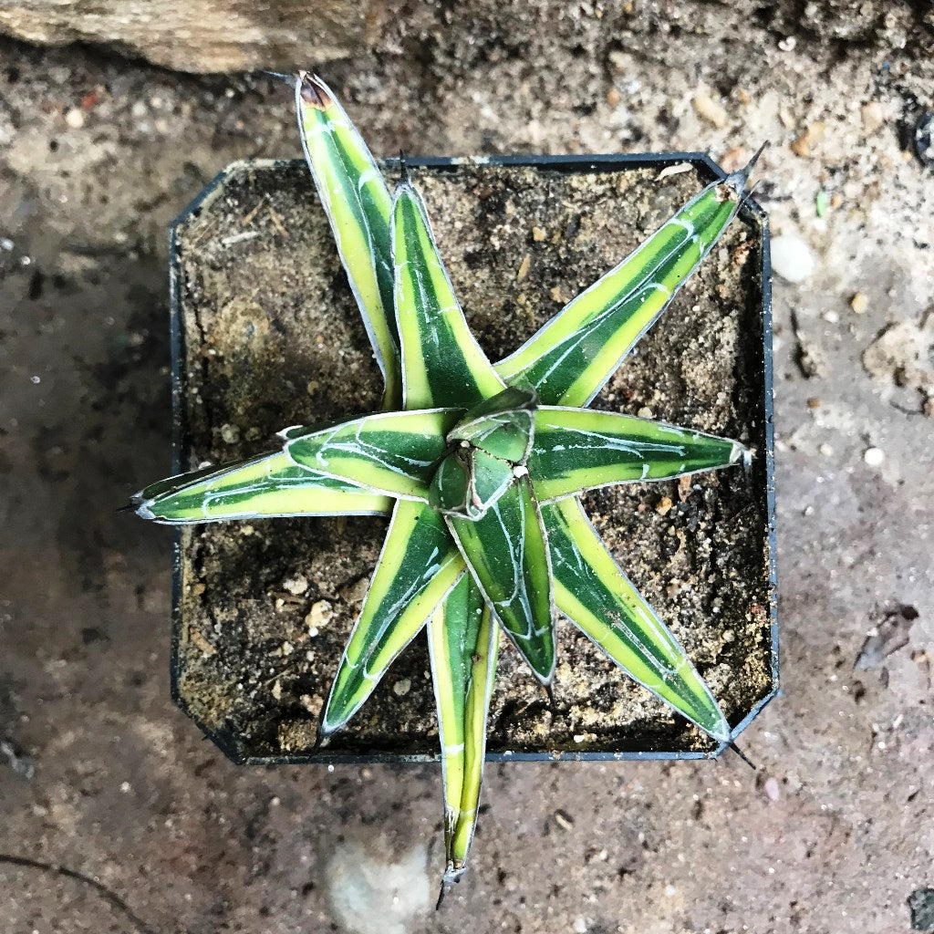 Agave Victoria Regiane Golden PrincessPlant - myBageecha