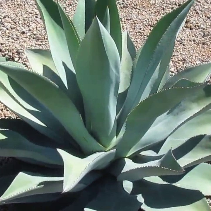 Agave Celsii Plant - myBageecha