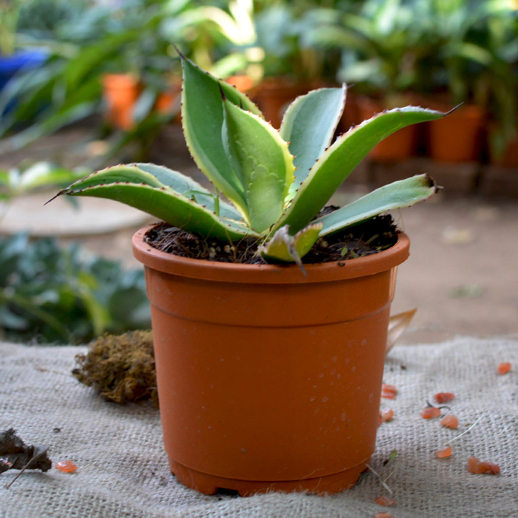 Agave Celsii Multicolour Plant - myBageecha