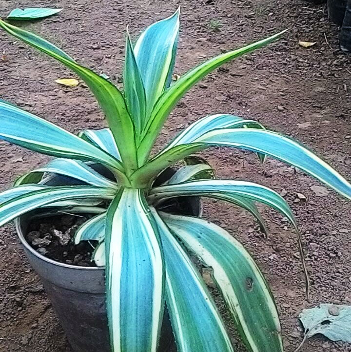 Agave Desmettiana Joe Hoak Cactus Plant - myBageecha