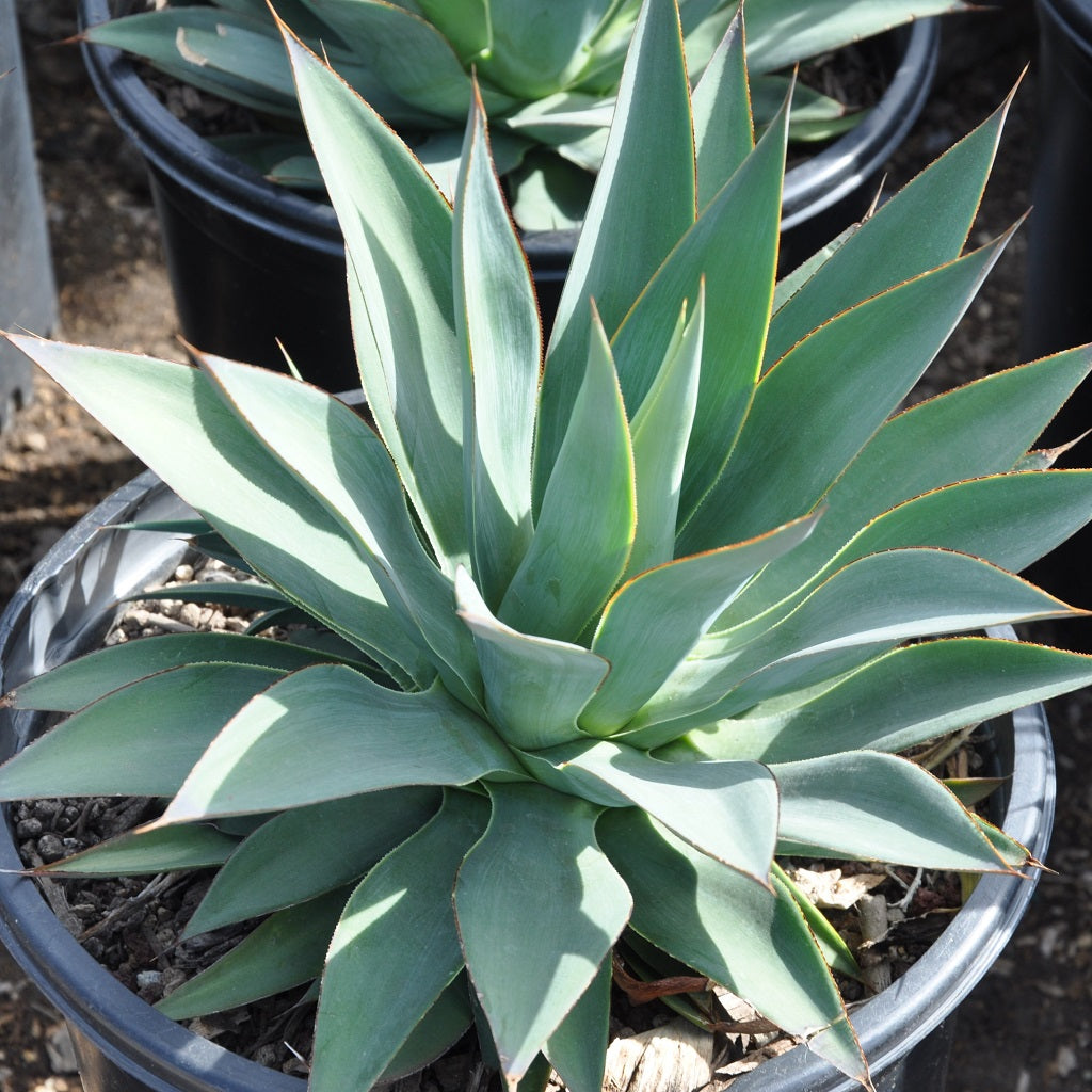 Agave Moonshine Plant - myBageecha