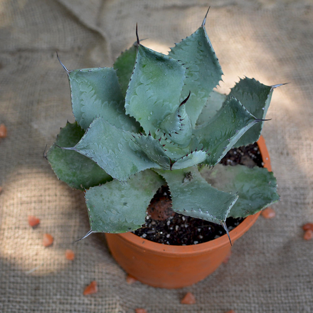Agave Potatorum Cameron Blue Plant - myBageecha