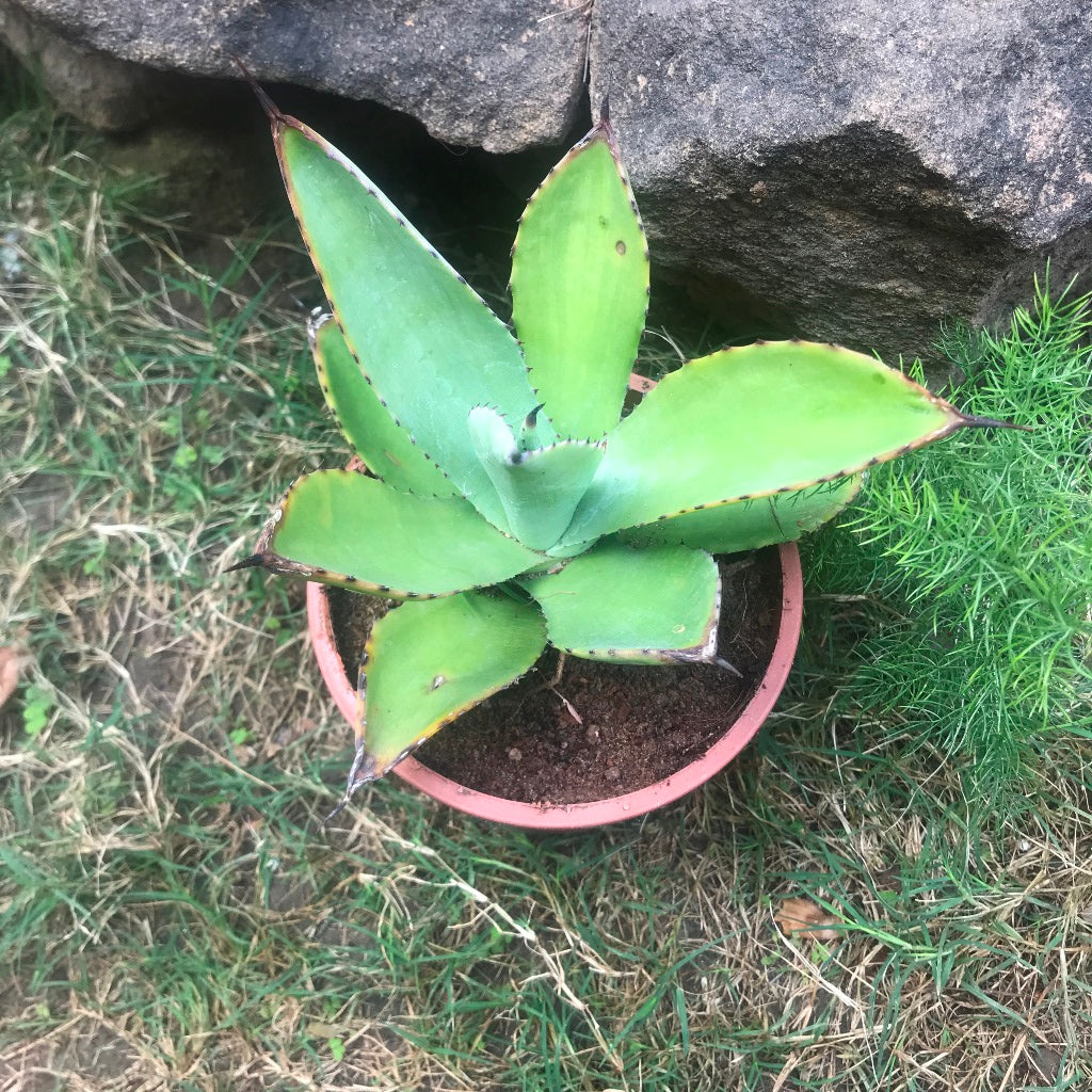 Agave Romani Plant - myBageecha