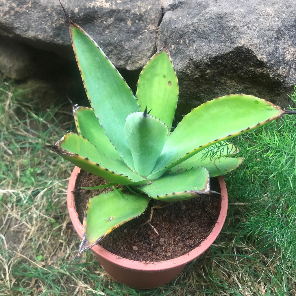 Agave Romani Plant - myBageecha