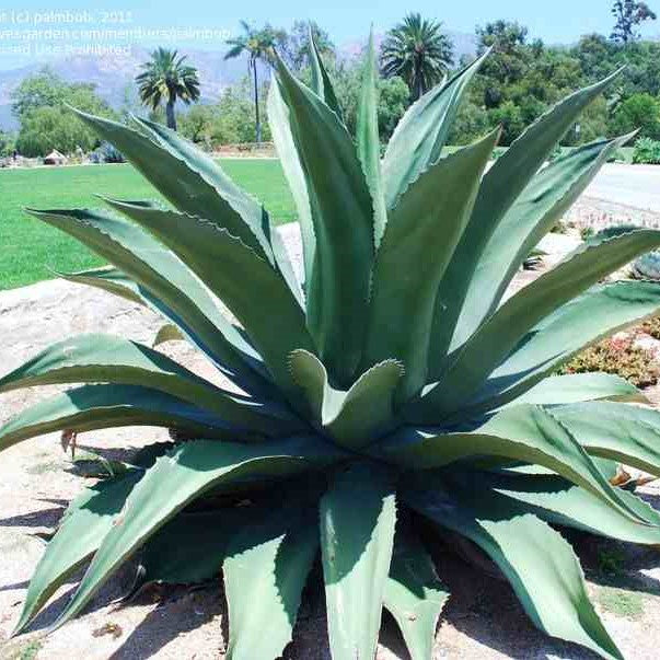Agave Salmiana Plant - myBageecha