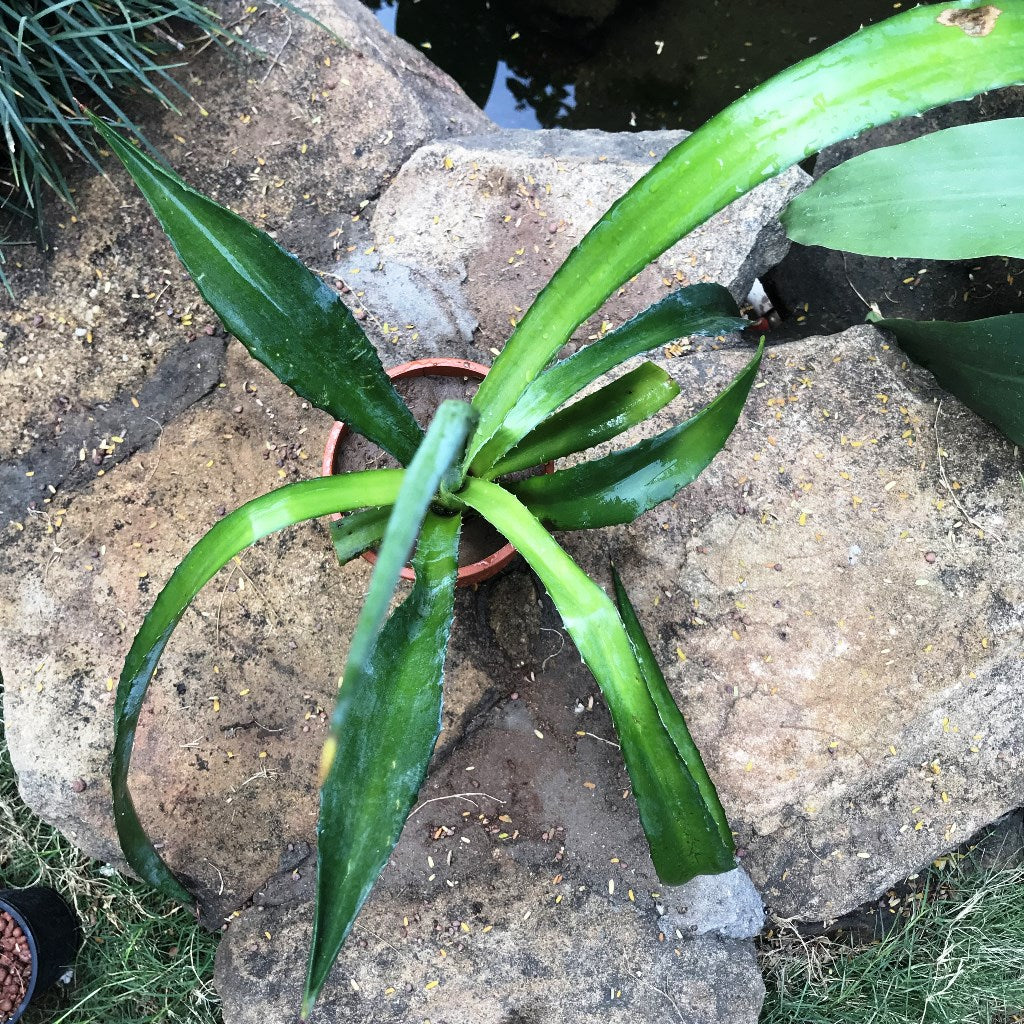 Agave Sisalana Cactus Plant - myBageecha