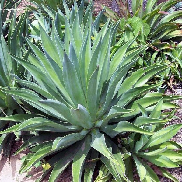 Agave Desmettiana Jacobi Cactus Plant - myBageecha