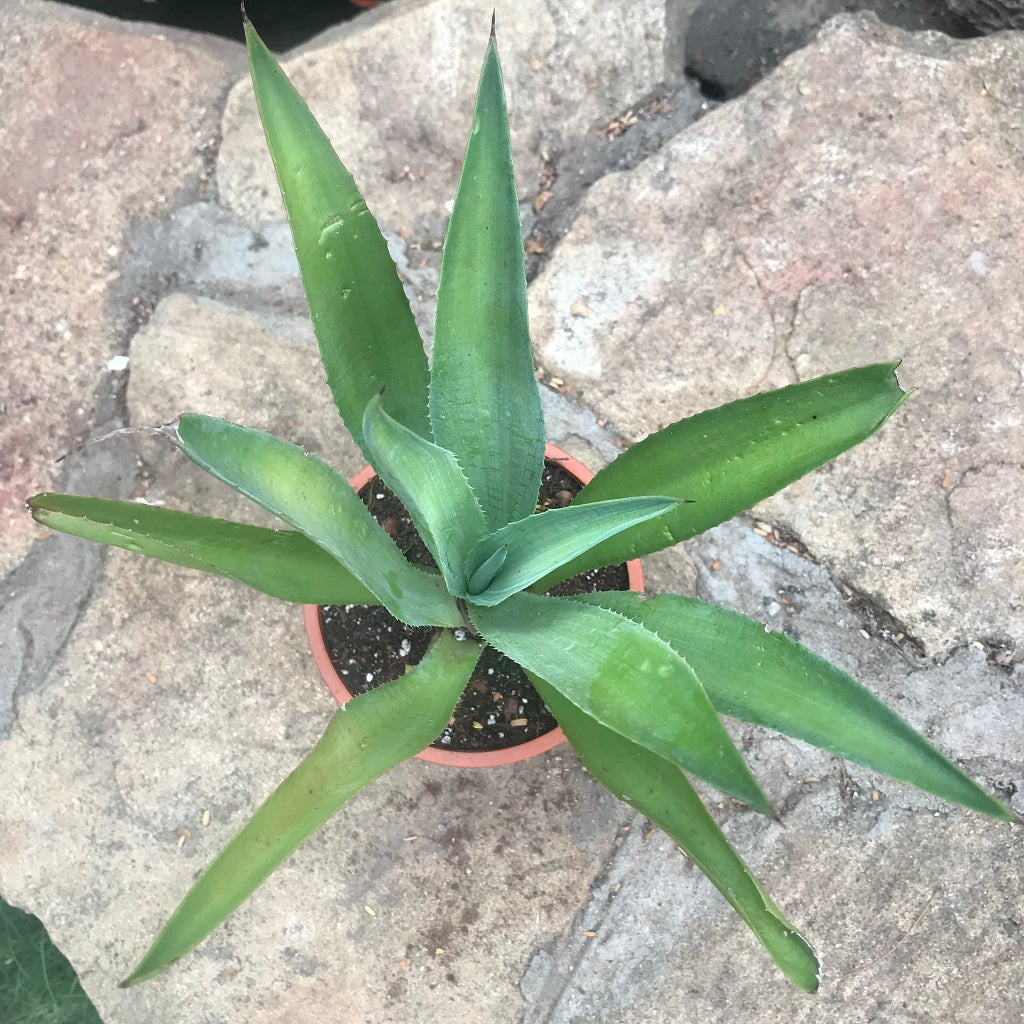 Agave Desmettiana Jacobi Cactus Plant - myBageecha