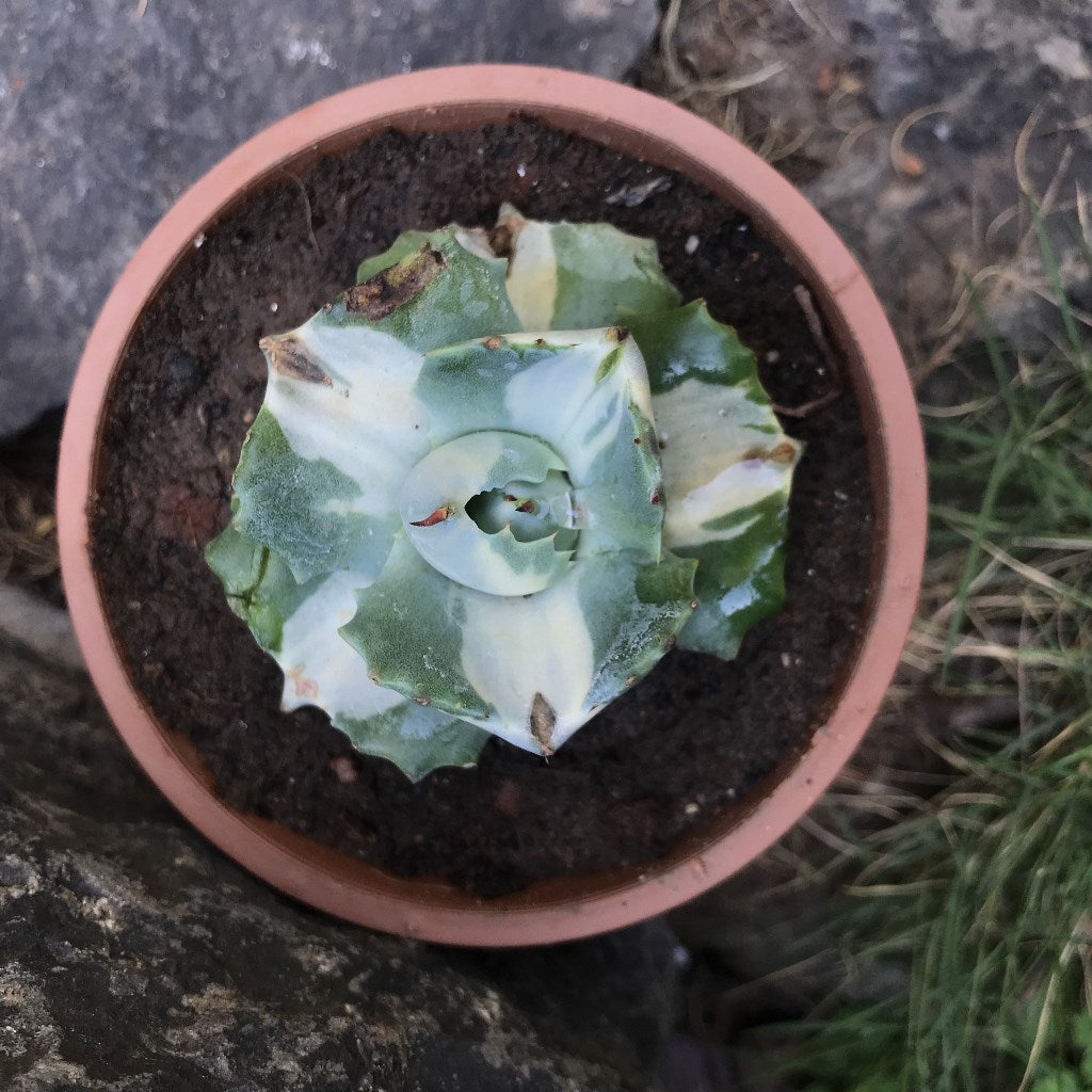 Agave isthmensis Ohi Raijin Shiro Nakafu Plant - myBageecha