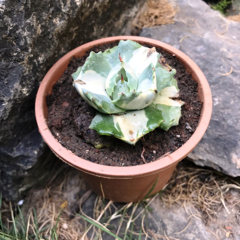 Agave isthmensis Ohi Raijin Shiro Nakafu Plant - myBageecha