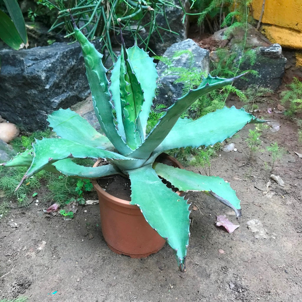 Agave Colorata Cactus Plant - myBageecha