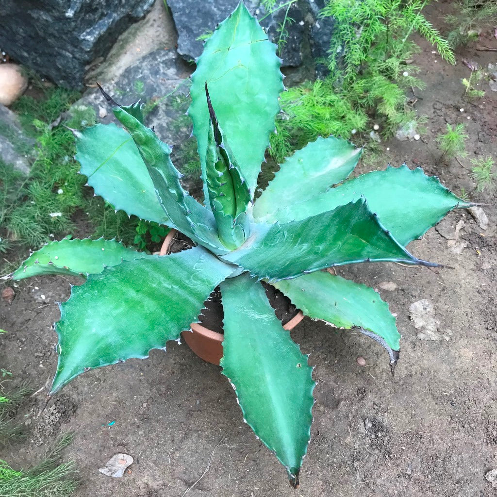 Agave Colorata Cactus Plant - myBageecha