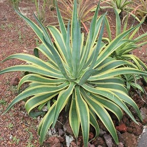 Agave Desmettiana El Miradors Gold Cactus Plant - myBageecha