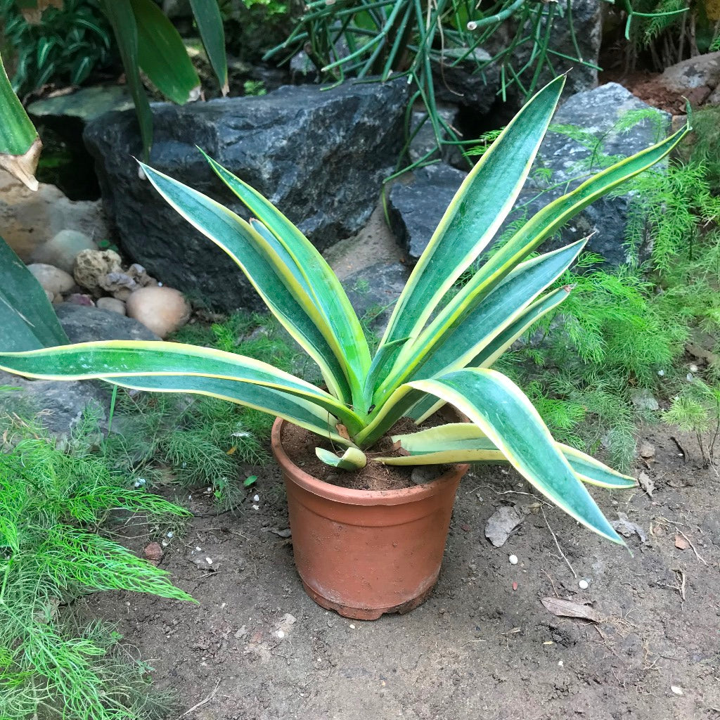 Agave Desmettiana El Miradors Gold Cactus Plant - myBageecha