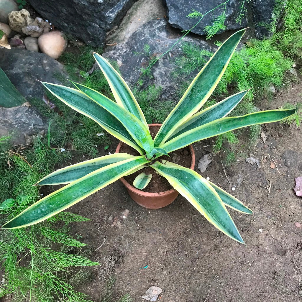 Agave Desmettiana El Miradors Gold Cactus Plant - myBageecha