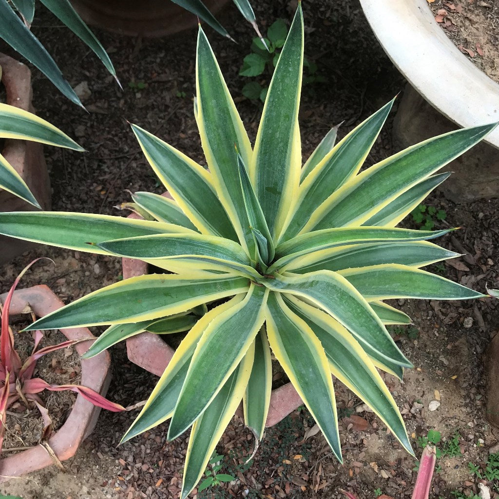 Agave Desmettiana El Miradors Gold Cactus Plant - myBageecha