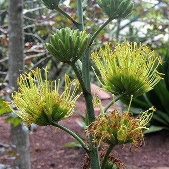 Agave Desmettiana El Miradors Gold Cactus Plant - myBageecha