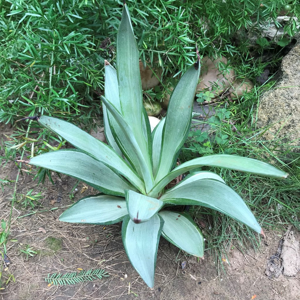 Agave Desmettiana Silver Star Cactus Plant - myBageecha