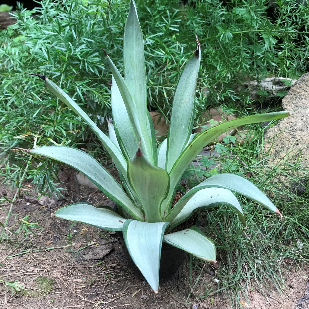Agave Desmettiana Silver Star Cactus Plant - myBageecha
