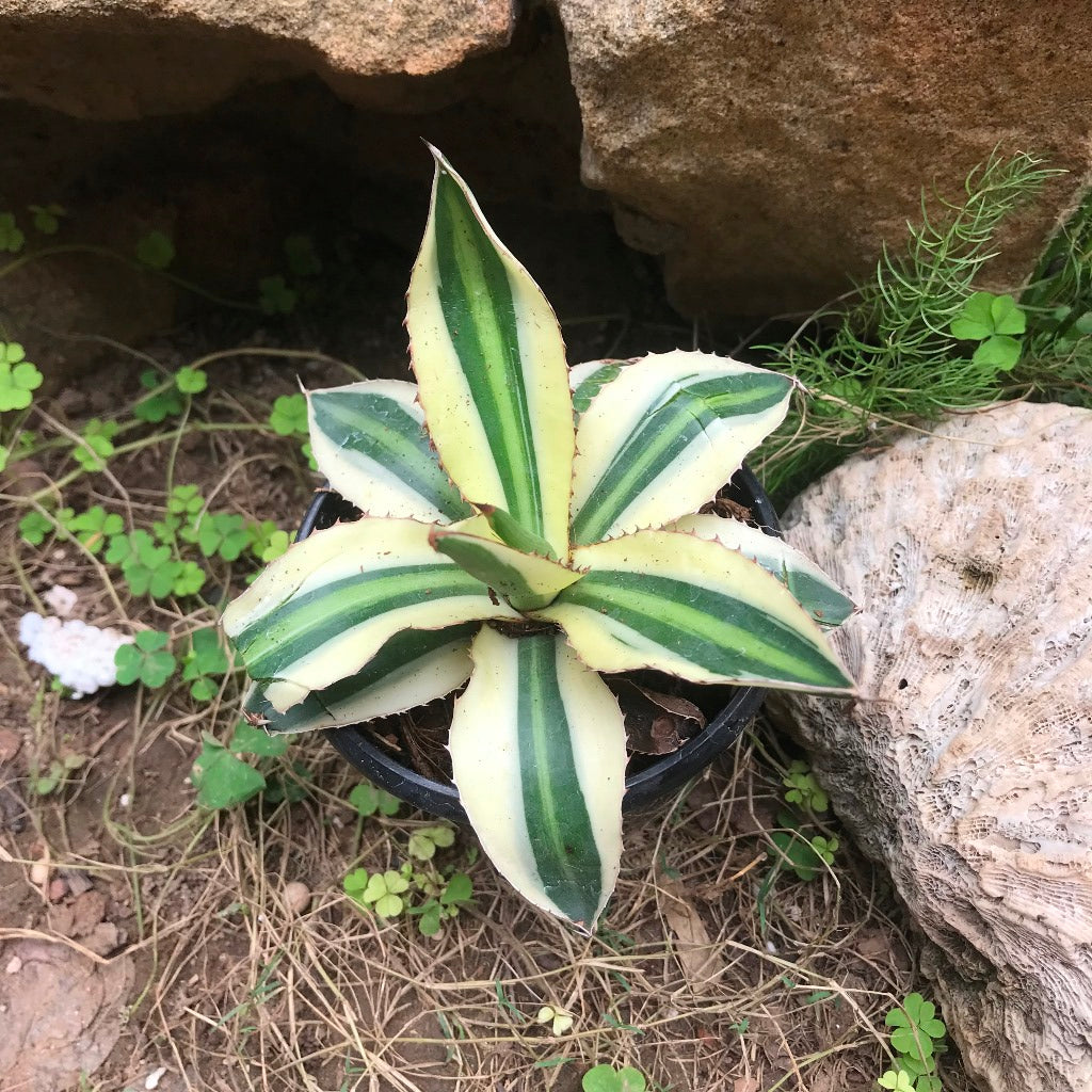 Agave lophantha Superwhite Cactus Plant - myBageecha