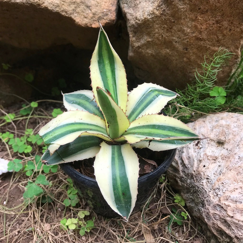 Agave lophantha Superwhite Cactus Plant - myBageecha