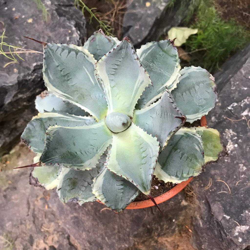 agave Potatorum Bluewinds