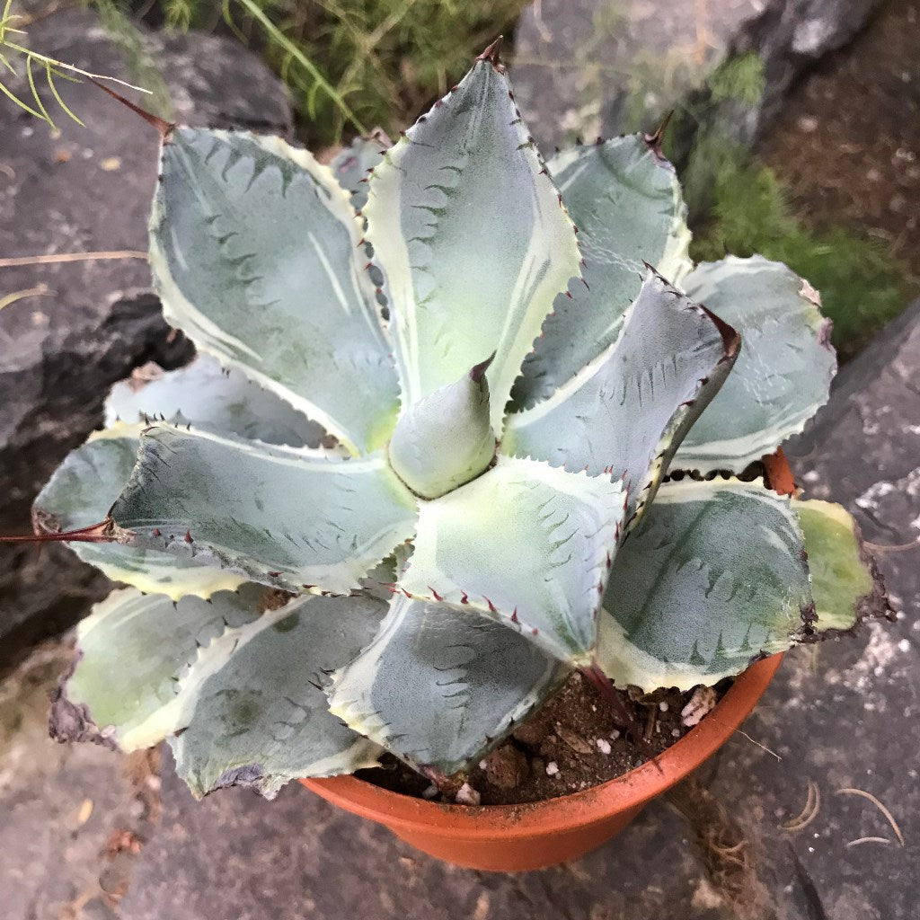 agave Potatorum Bluewinds