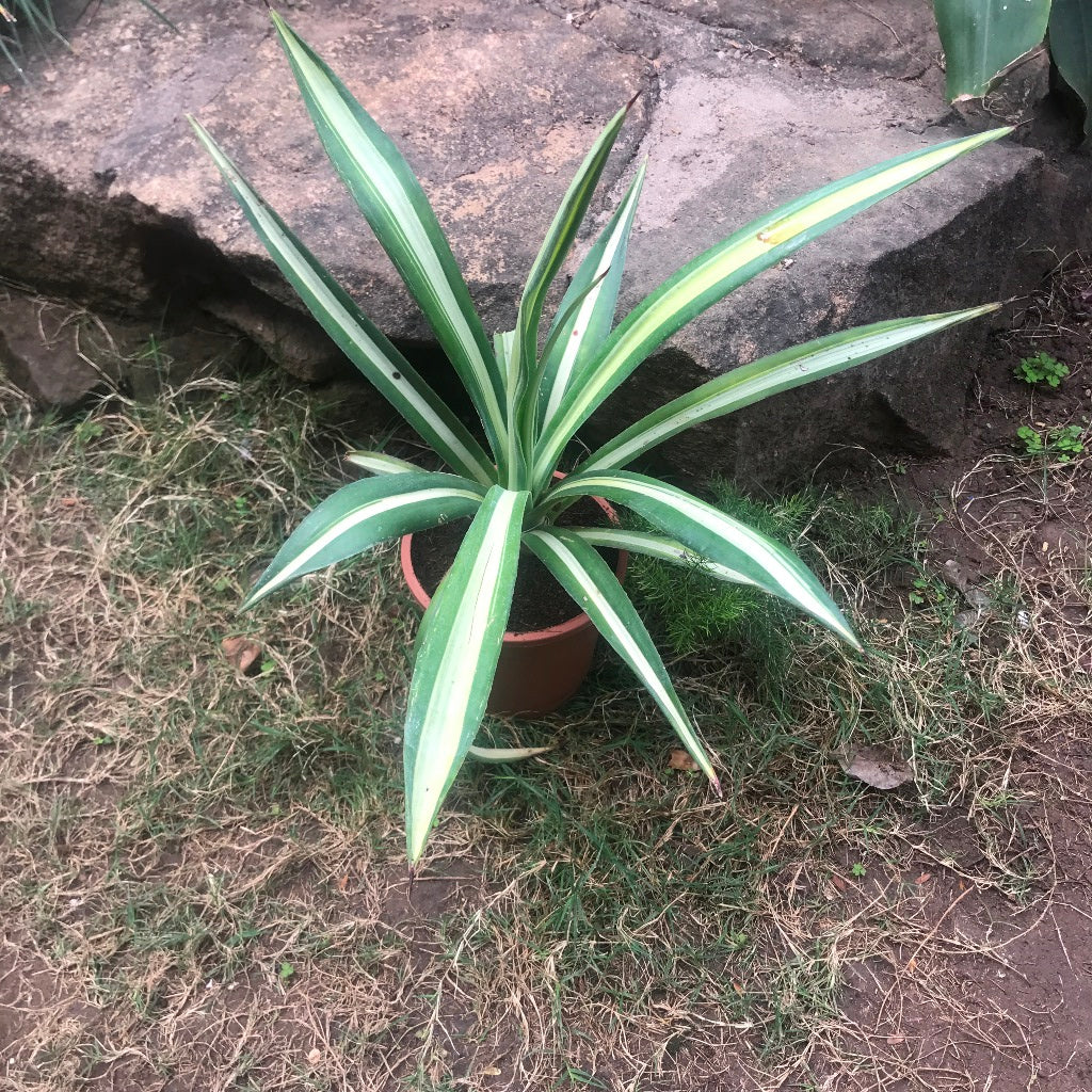 Agave Sisalana mediopicta Plant - myBageecha