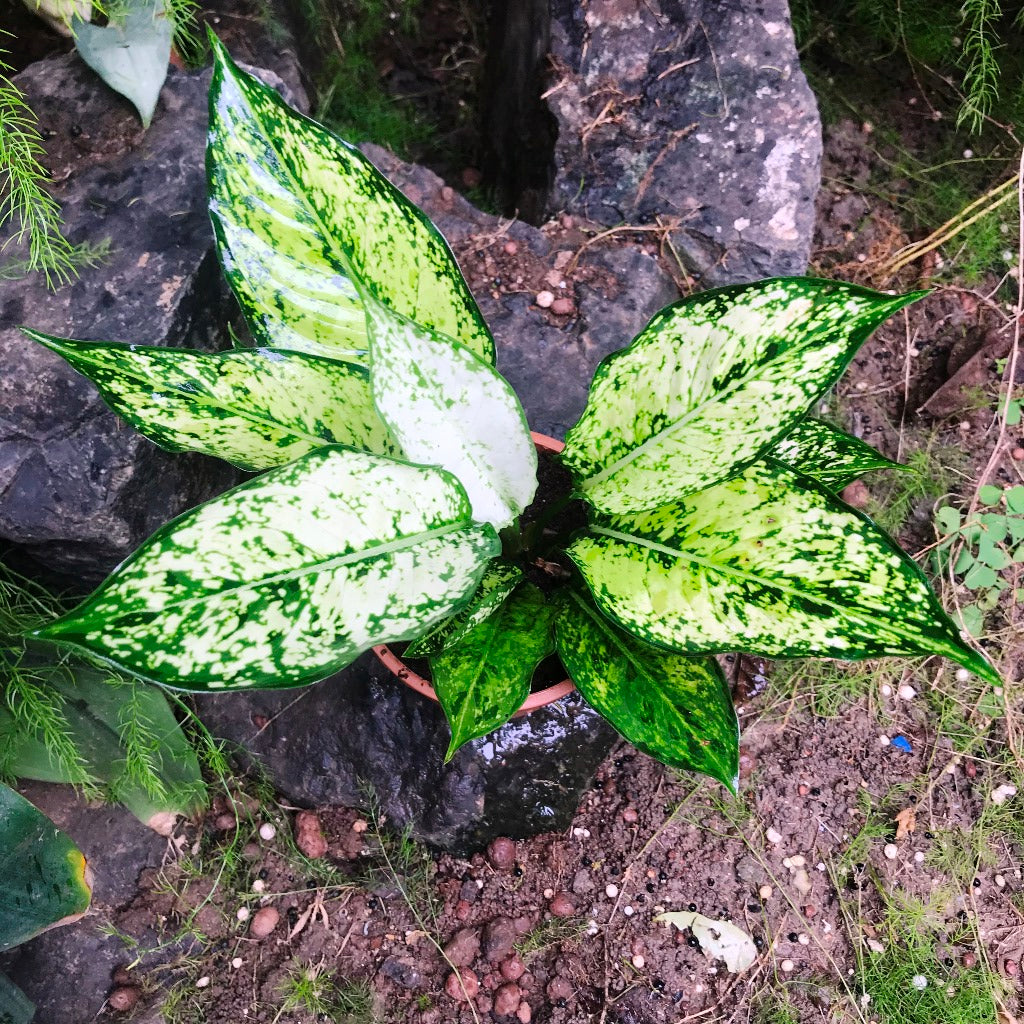 Aglaonema Costatum Plant – Leaf Speckle Pattern Close-Up