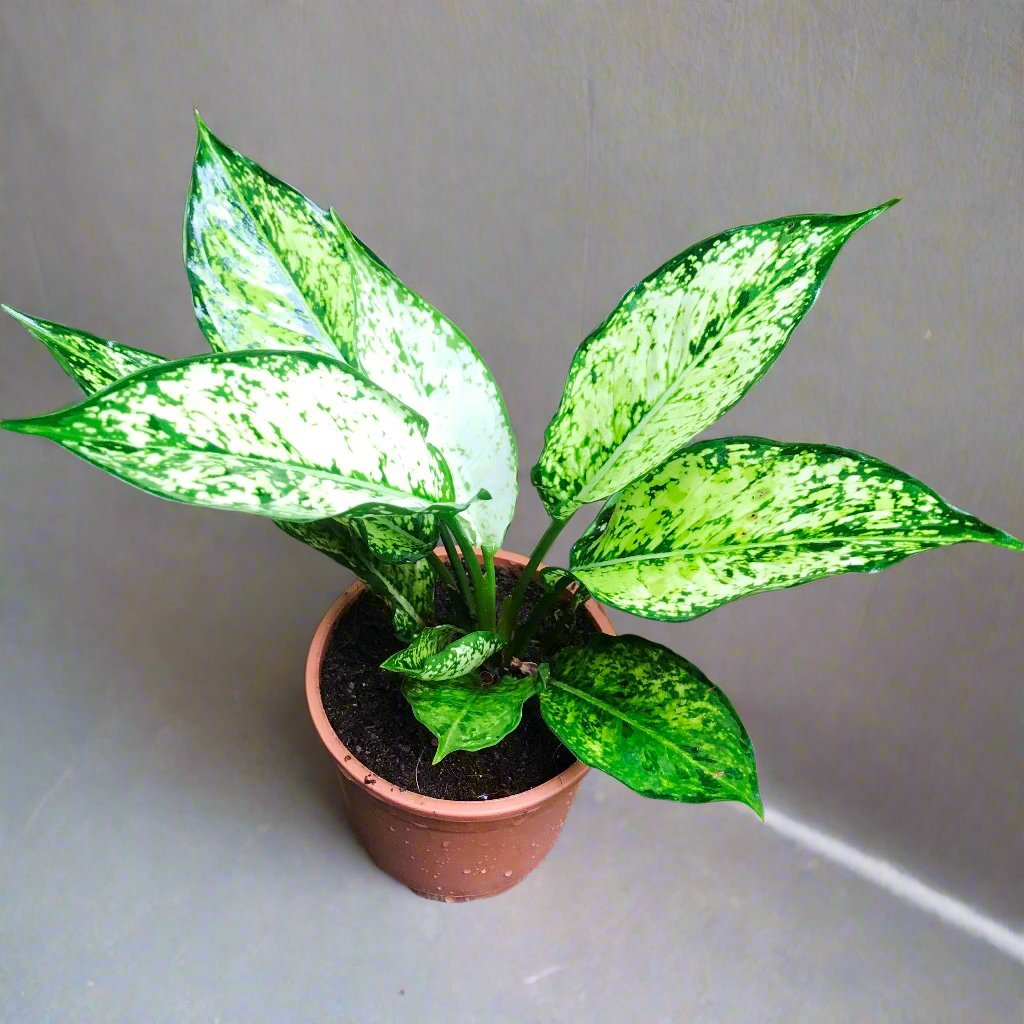 Aglaonema Costatum Plant – Indoor Decorative Evergreen Foliage – myBageecha