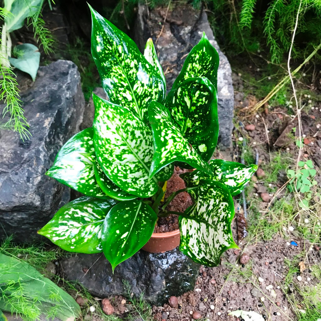 Aglaonema Green Plant – Broad Leaf Texture Close-Up