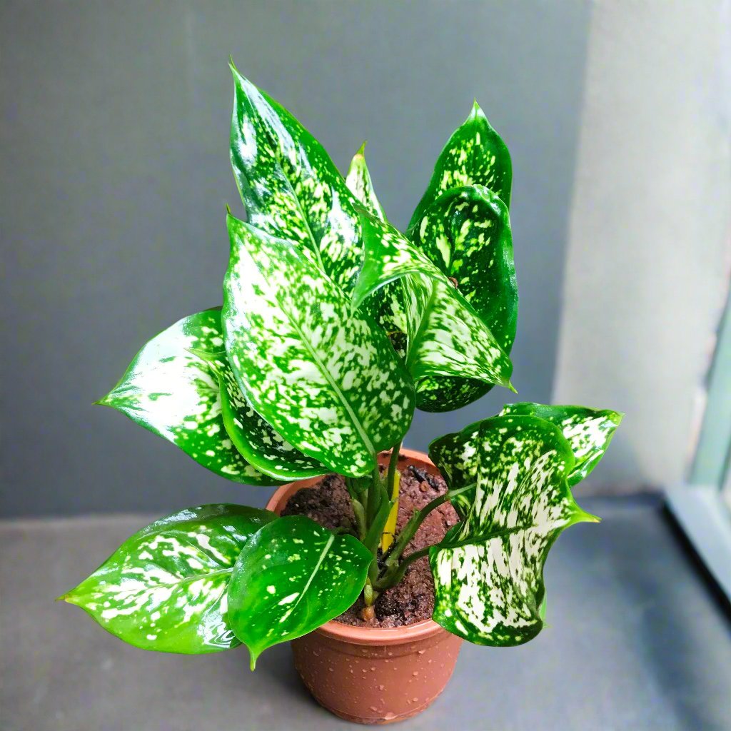 Aglaonema Green Plant – Indoor Low Maintenance Evergreen Foliage – myBageecha
