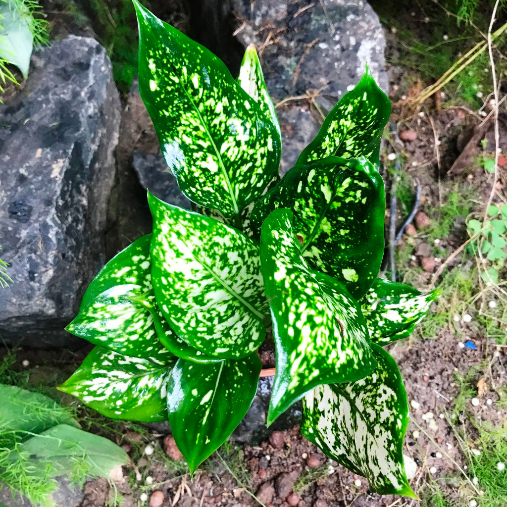 Aglaonema Green Plant – Stable Upright Growth with Dense Leaves