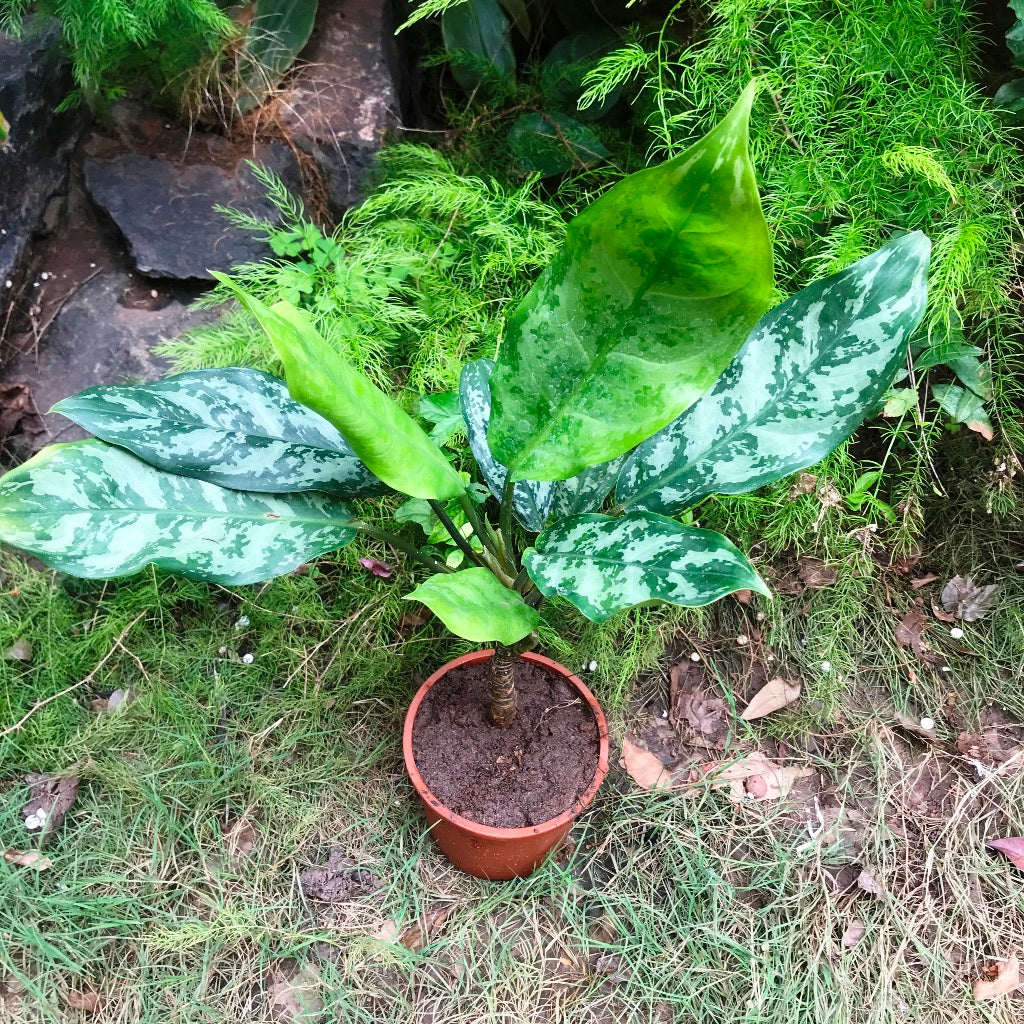 Aglaonema Emerald Beauty Plant – Silver-Green Leaf Pattern Close-Up