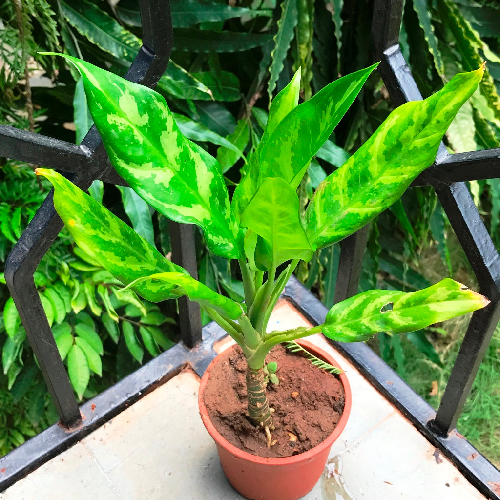 Aglaonema Emerald Beauty Plant – Indoor Air Purifying Evergreen Foliage – myBageecha
