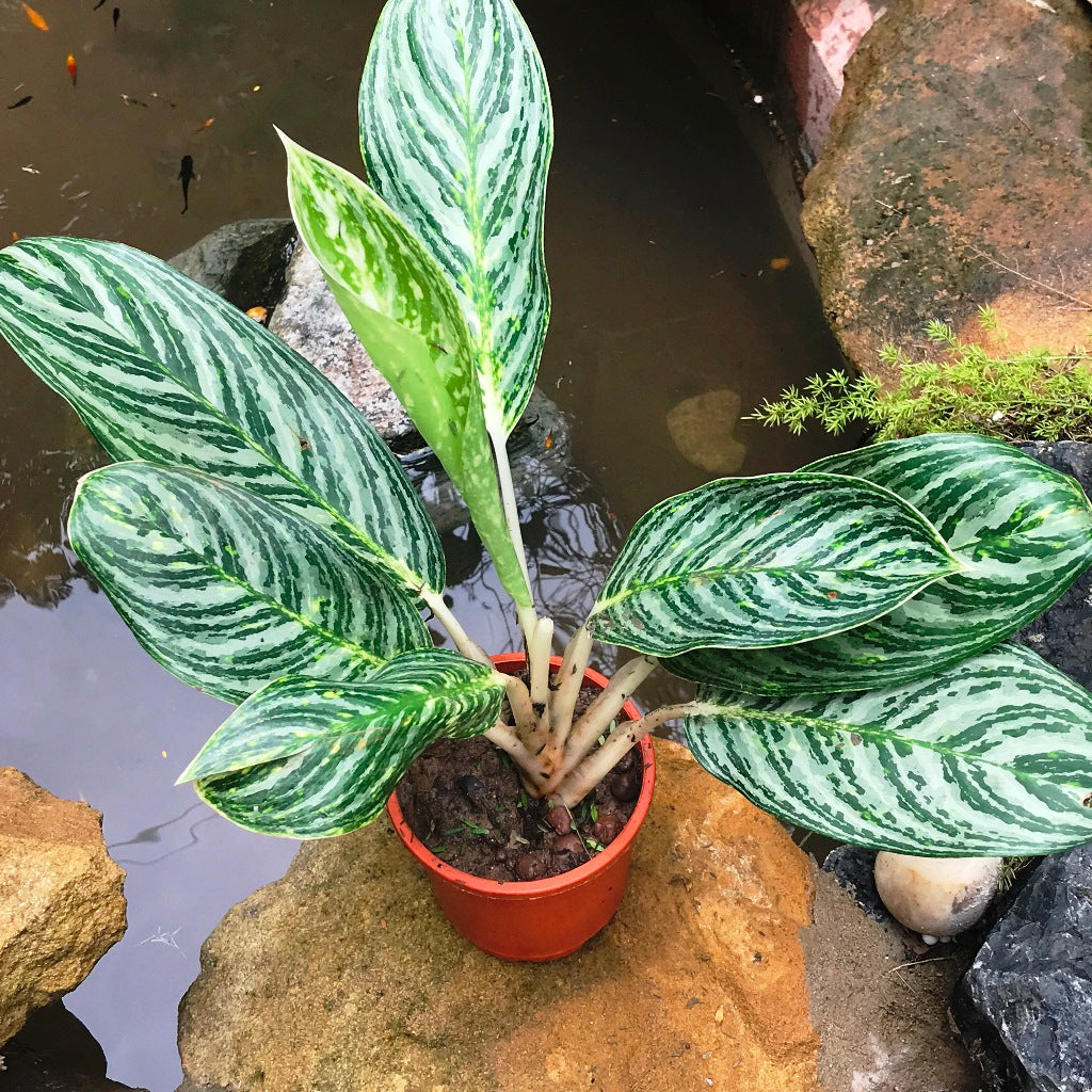 Aglaonema Moonlight Bay Plant – Suitable for Workstation or Reading Nook